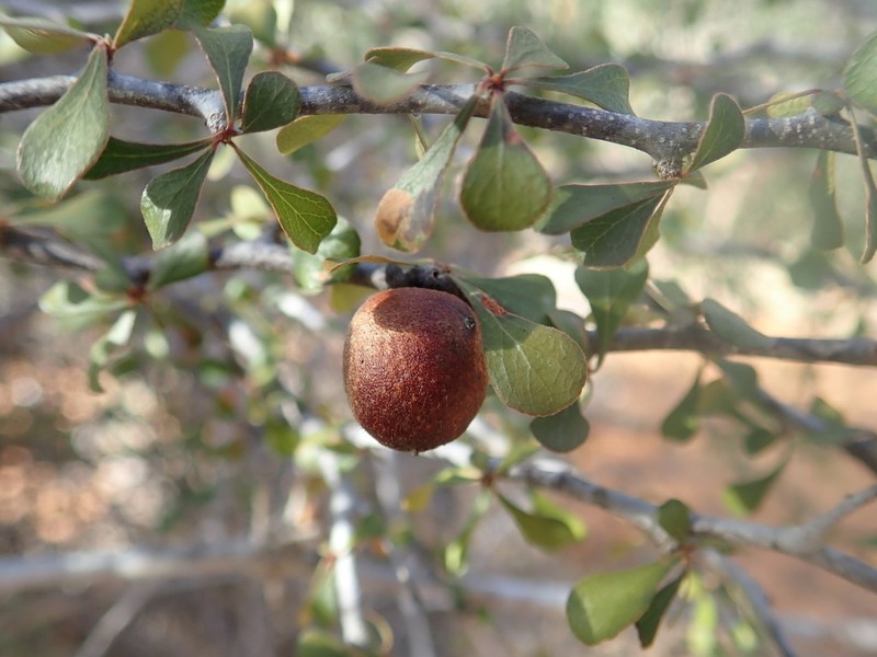 Diospyros latispathulata photo 8