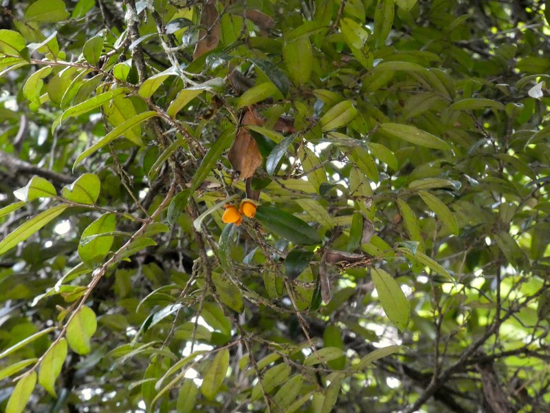 Diospyros laurina