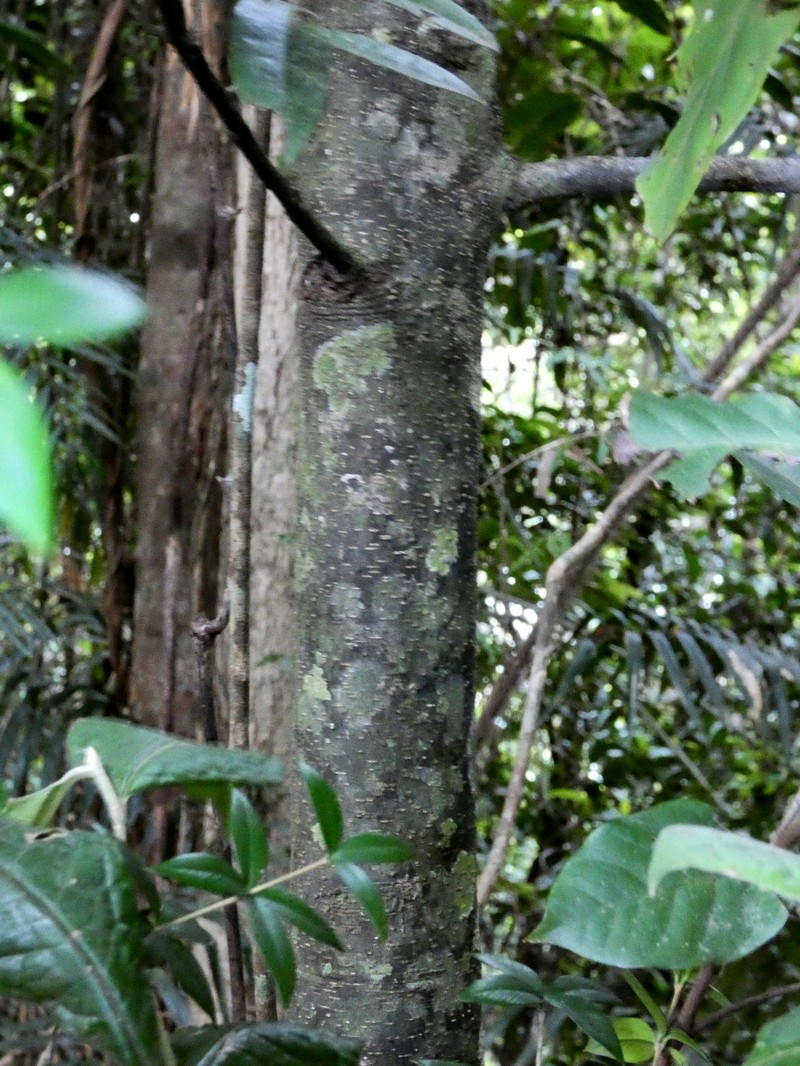 Diospyros laurina photo 2