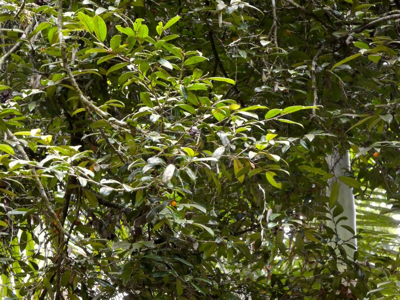 Diospyros laurina photo 3