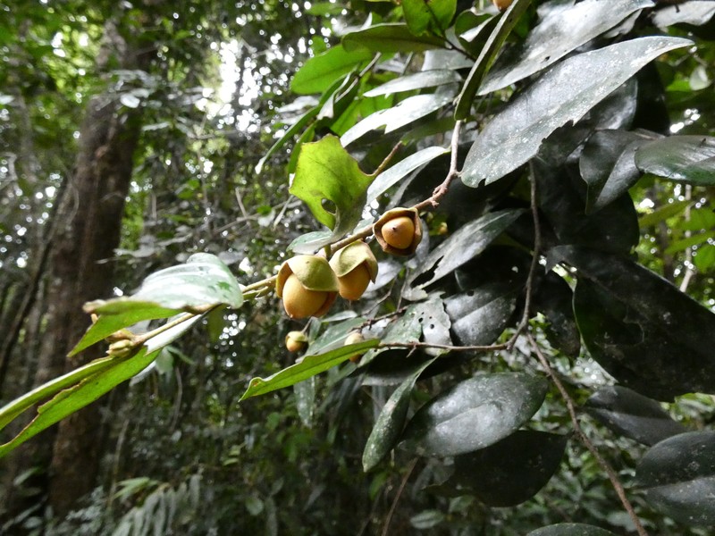 Diospyros laurina photo 4