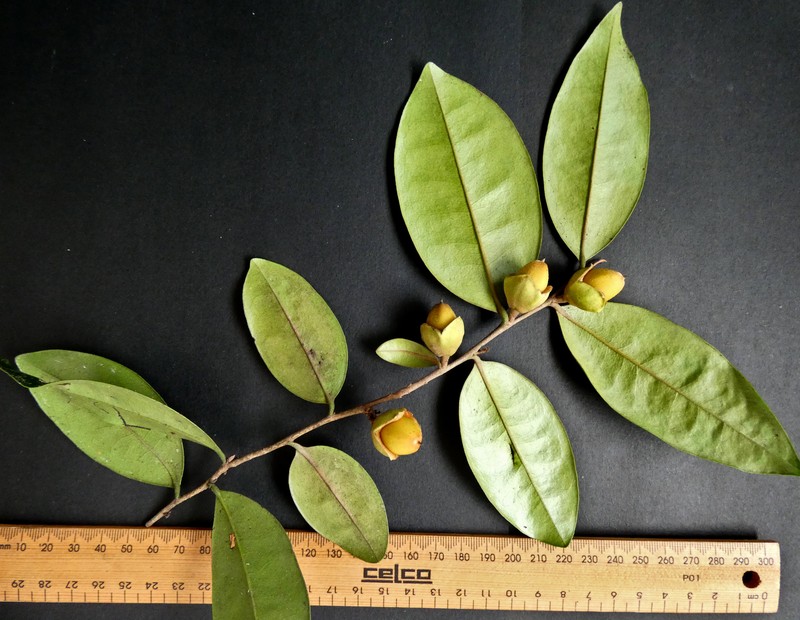 Diospyros laurina photo 5