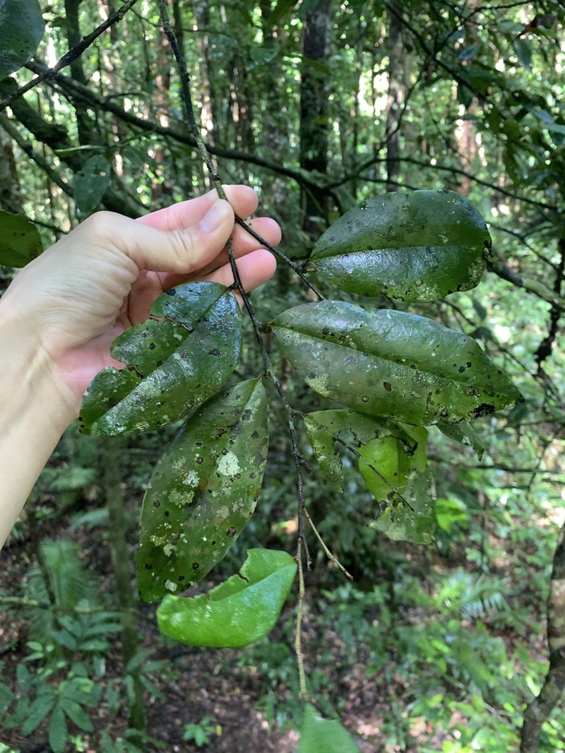 Diospyros laurina photo 6