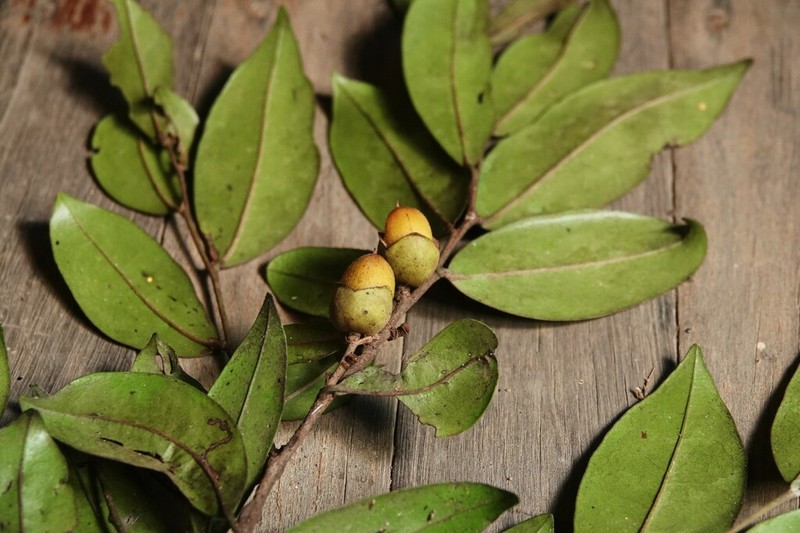 Diospyros laurina photo 7