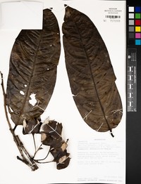 Diospyros leucocalyx