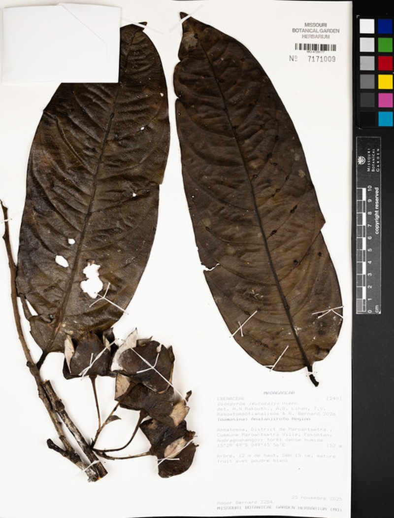 Diospyros leucocalyx