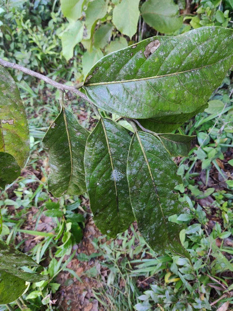 Diospyros leucocalyx photo 2