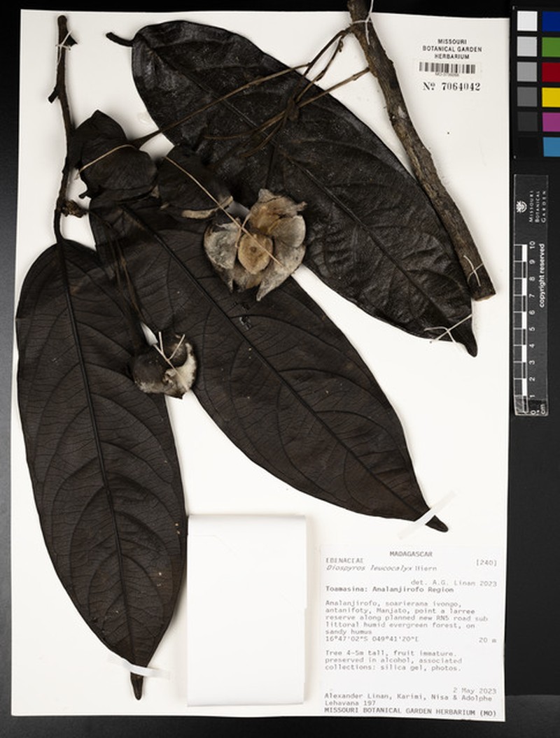 Diospyros leucocalyx photo 3