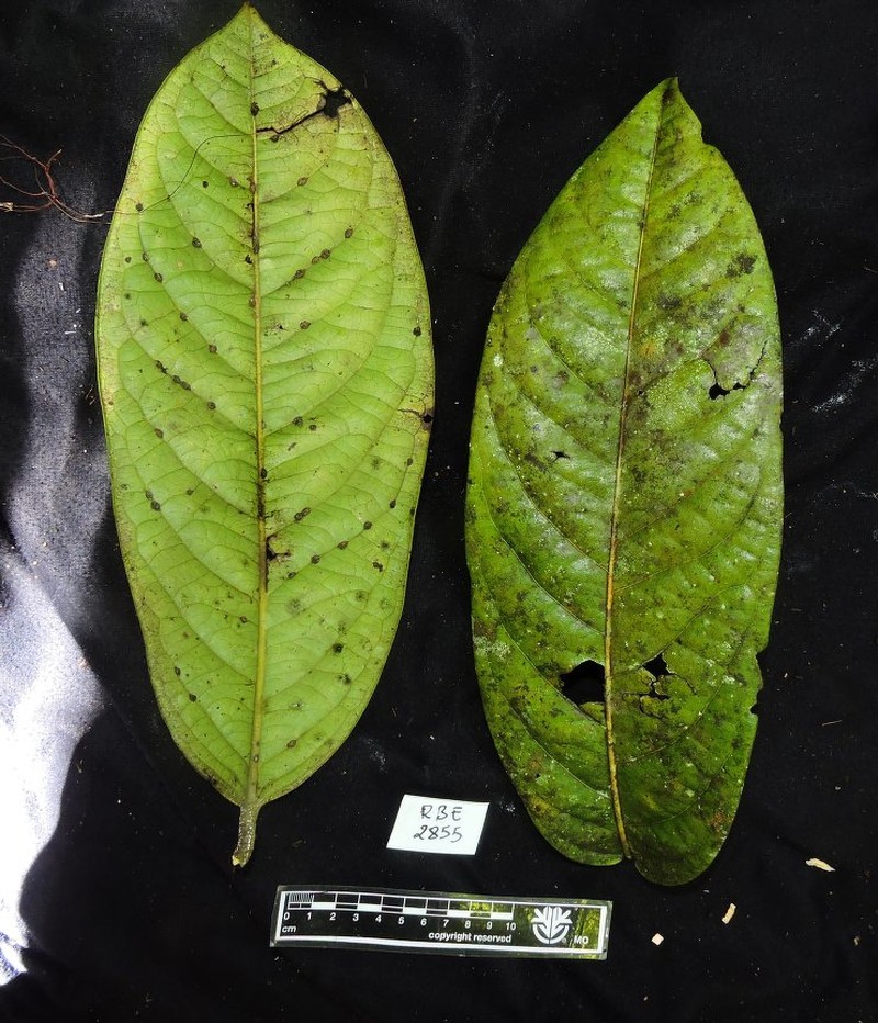 Diospyros leucocalyx photo 4