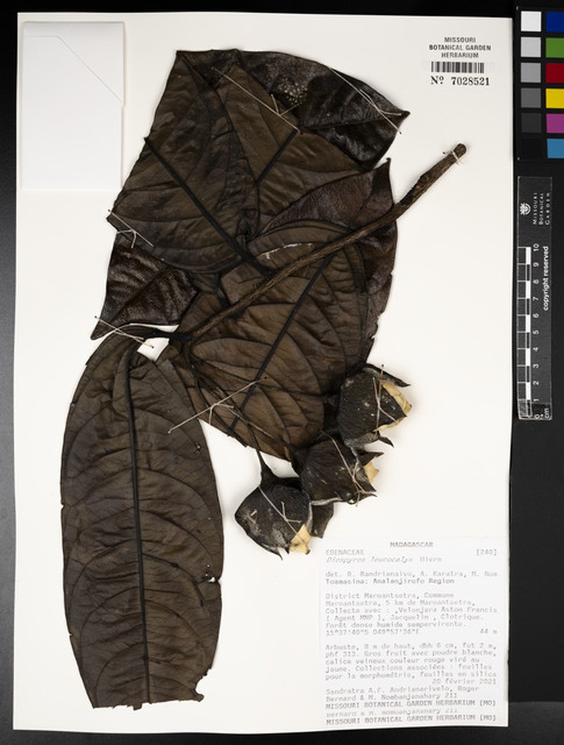 Diospyros leucocalyx photo 5