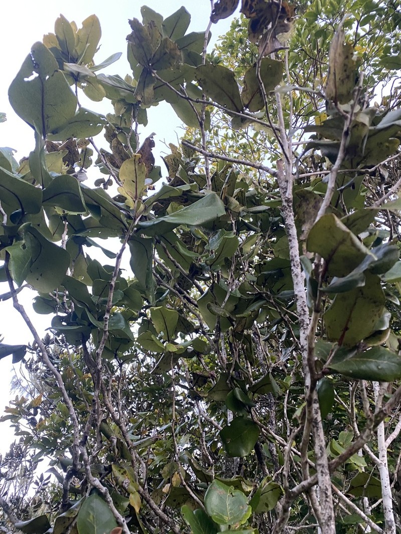 Diospyros leucomelas