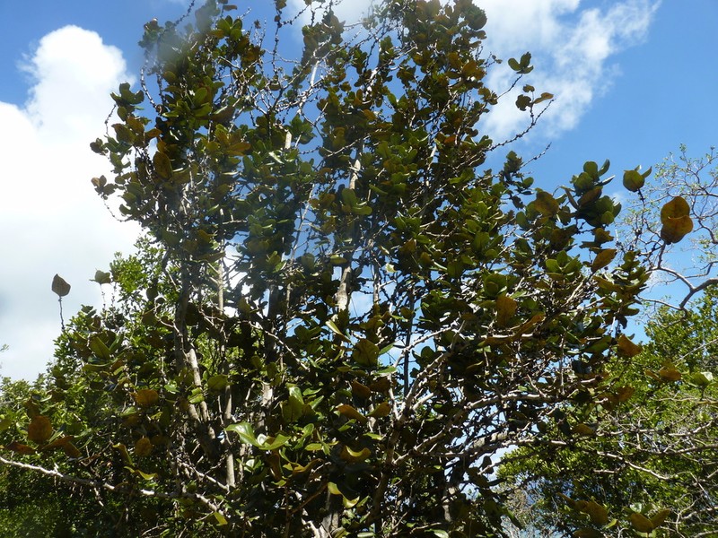 Diospyros leucomelas photo 2