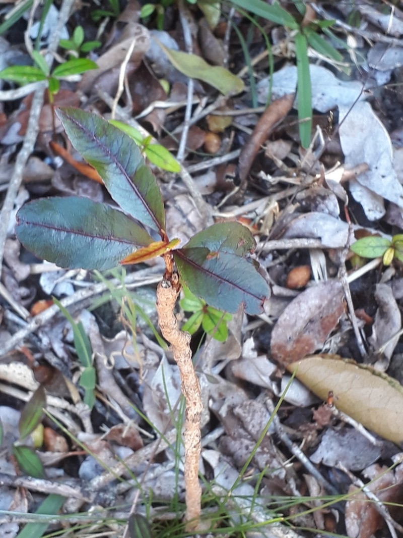Diospyros leucomelas photo 3