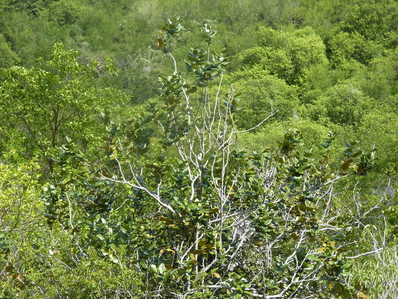 Diospyros leucomelas photo 4