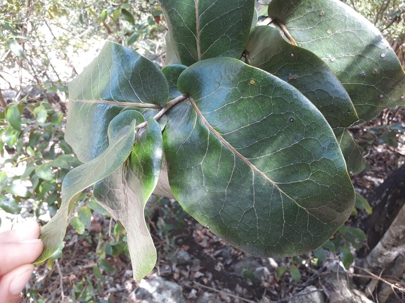 Diospyros leucomelas photo 5