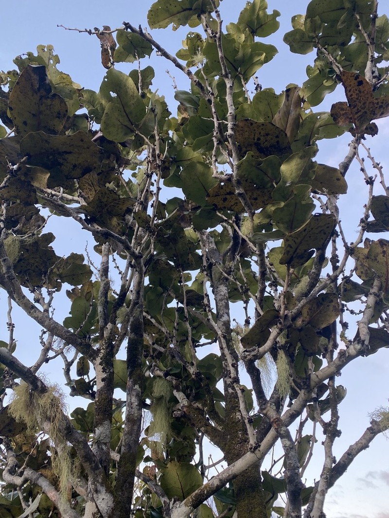 Diospyros leucomelas photo 6