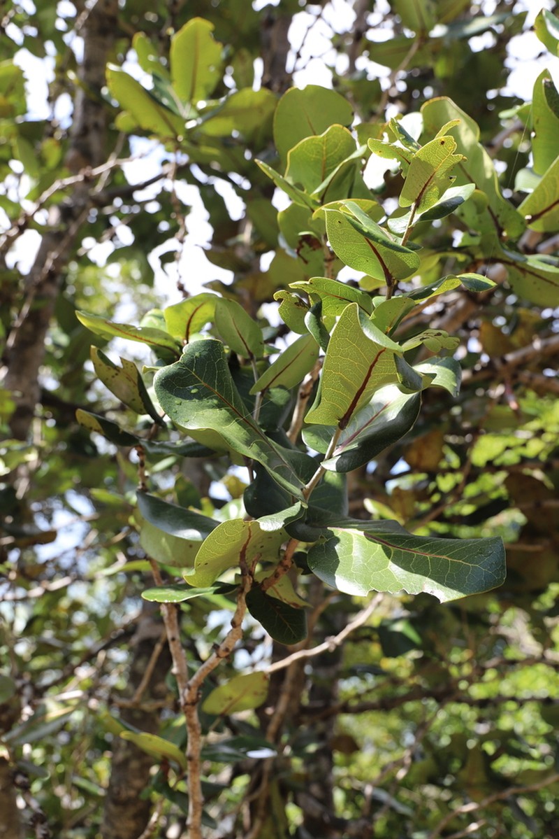 Diospyros leucomelas photo 7