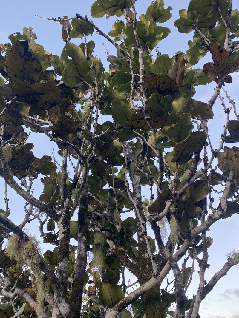 Diospyros leucomelas photo 8