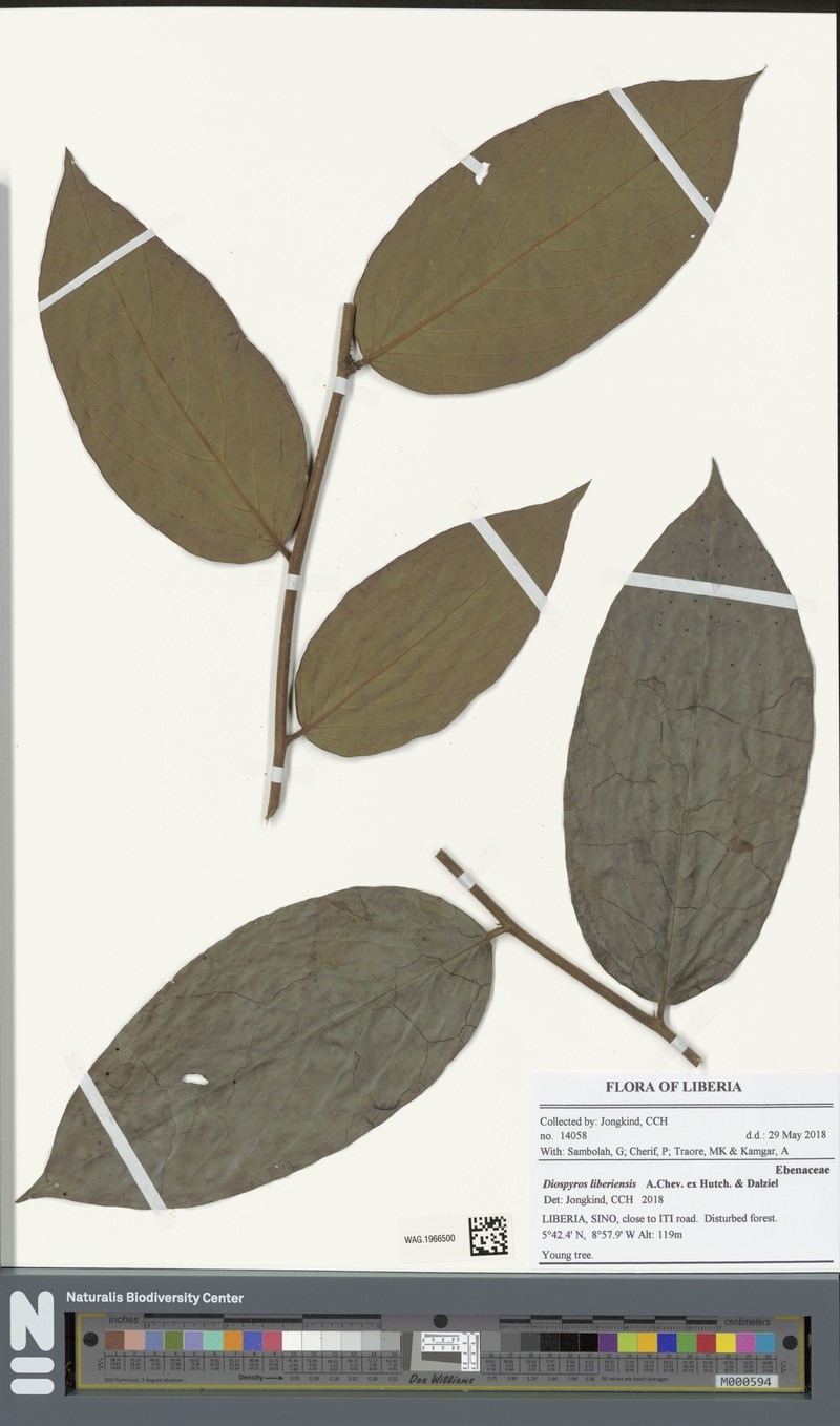 Diospyros liberiensis photo 2