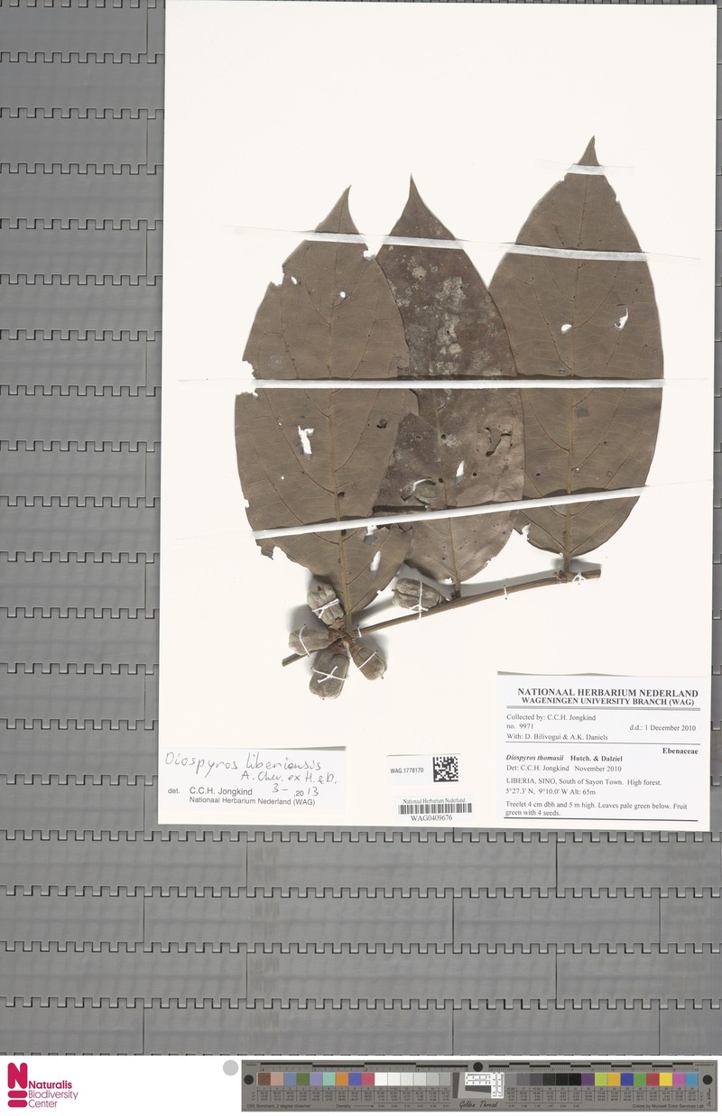 Diospyros liberiensis photo 3