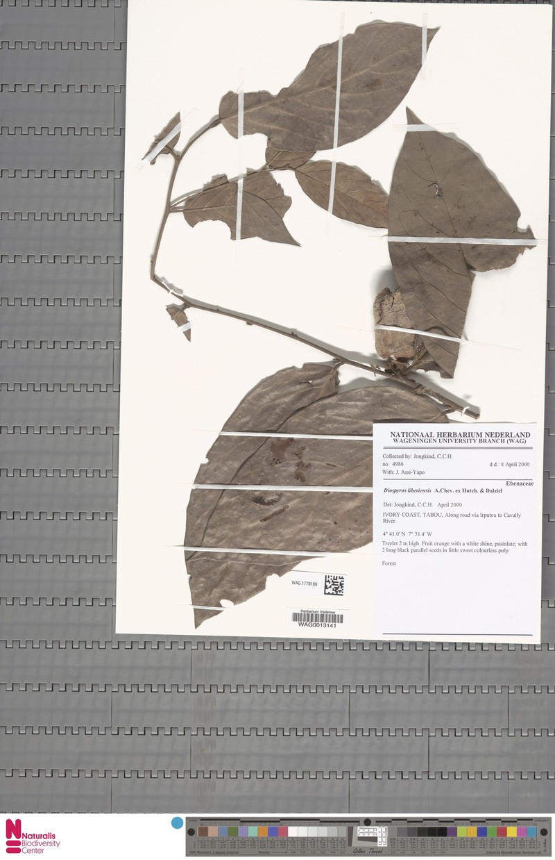 Diospyros liberiensis photo 4