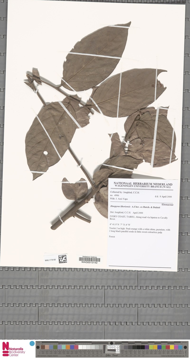 Diospyros liberiensis photo 5