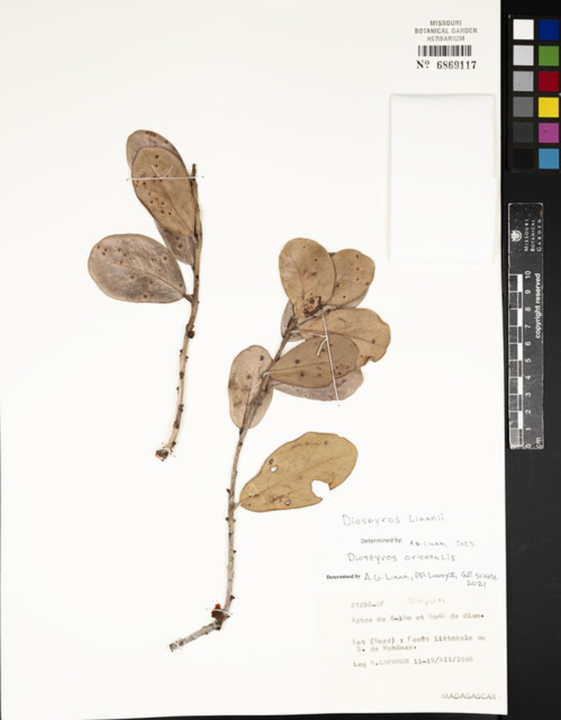Diospyros linanii