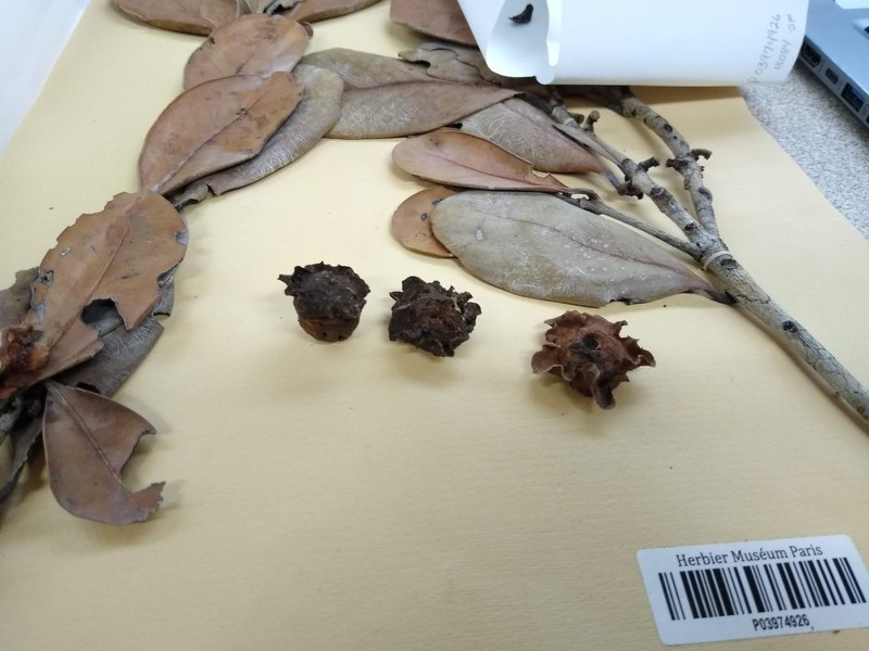 Diospyros linanii photo 2