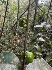Diospyros lissocarpoides