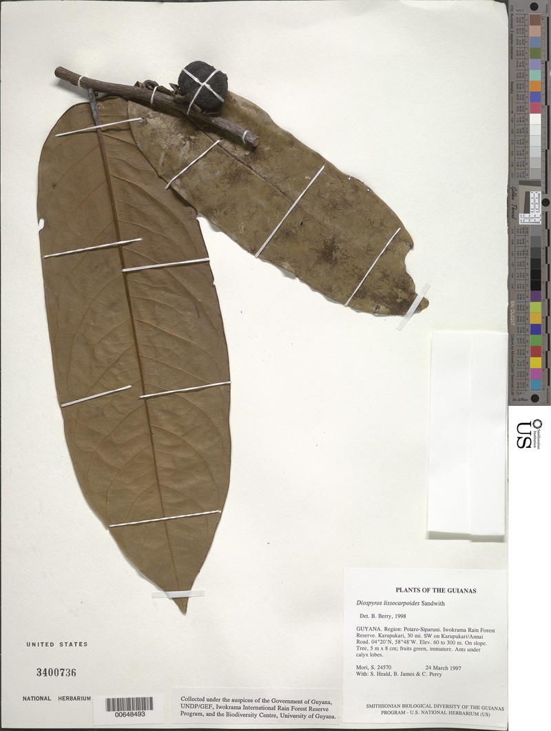 Diospyros lissocarpoides photo 3