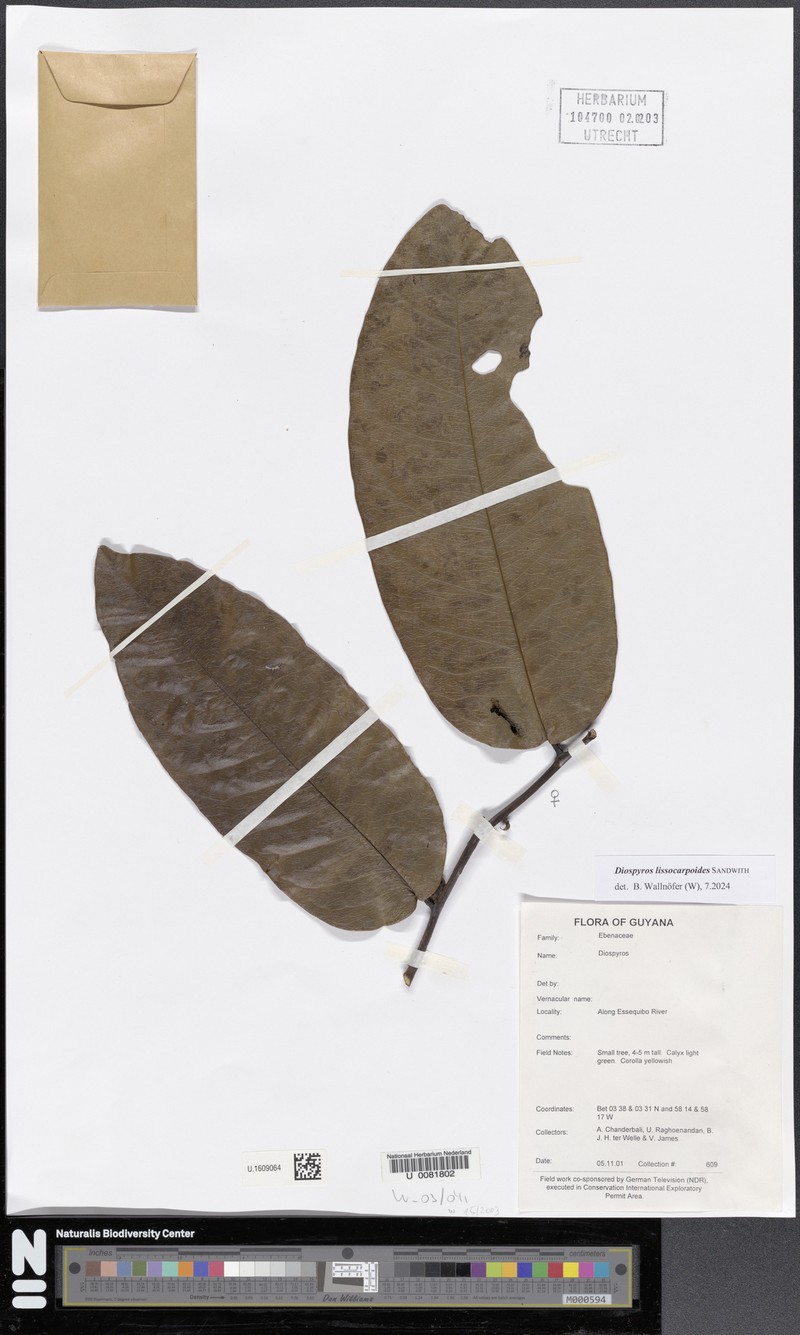 Diospyros lissocarpoides photo 4