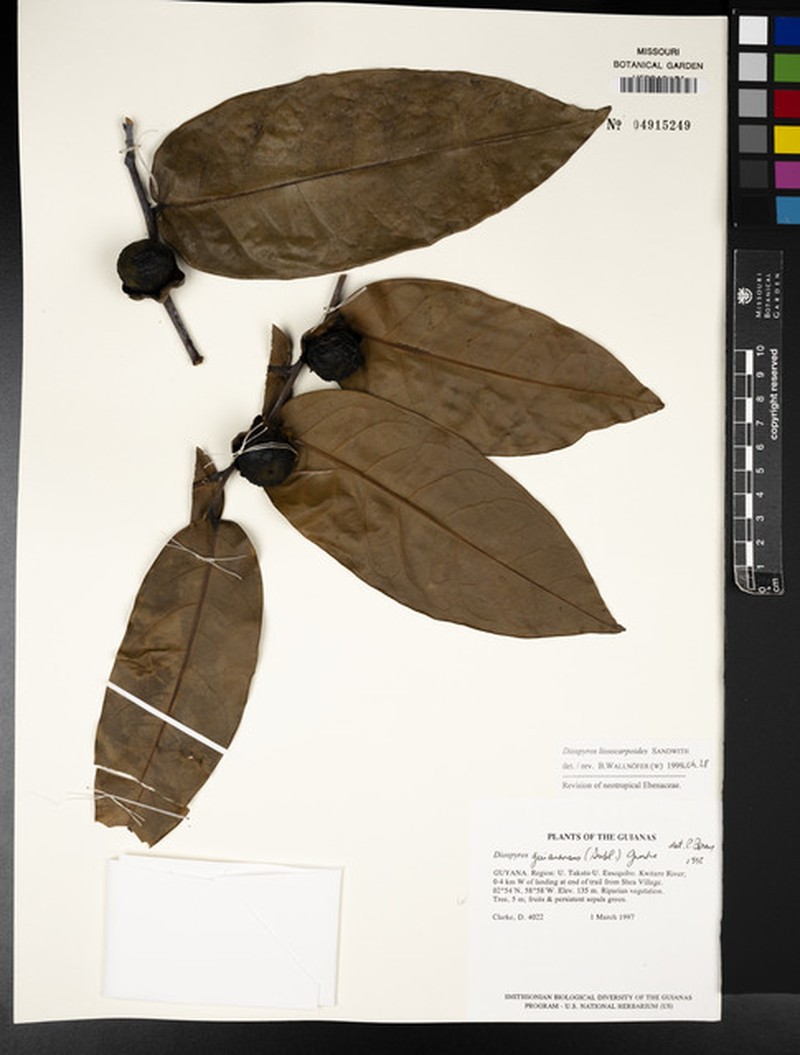 Diospyros lissocarpoides photo 5