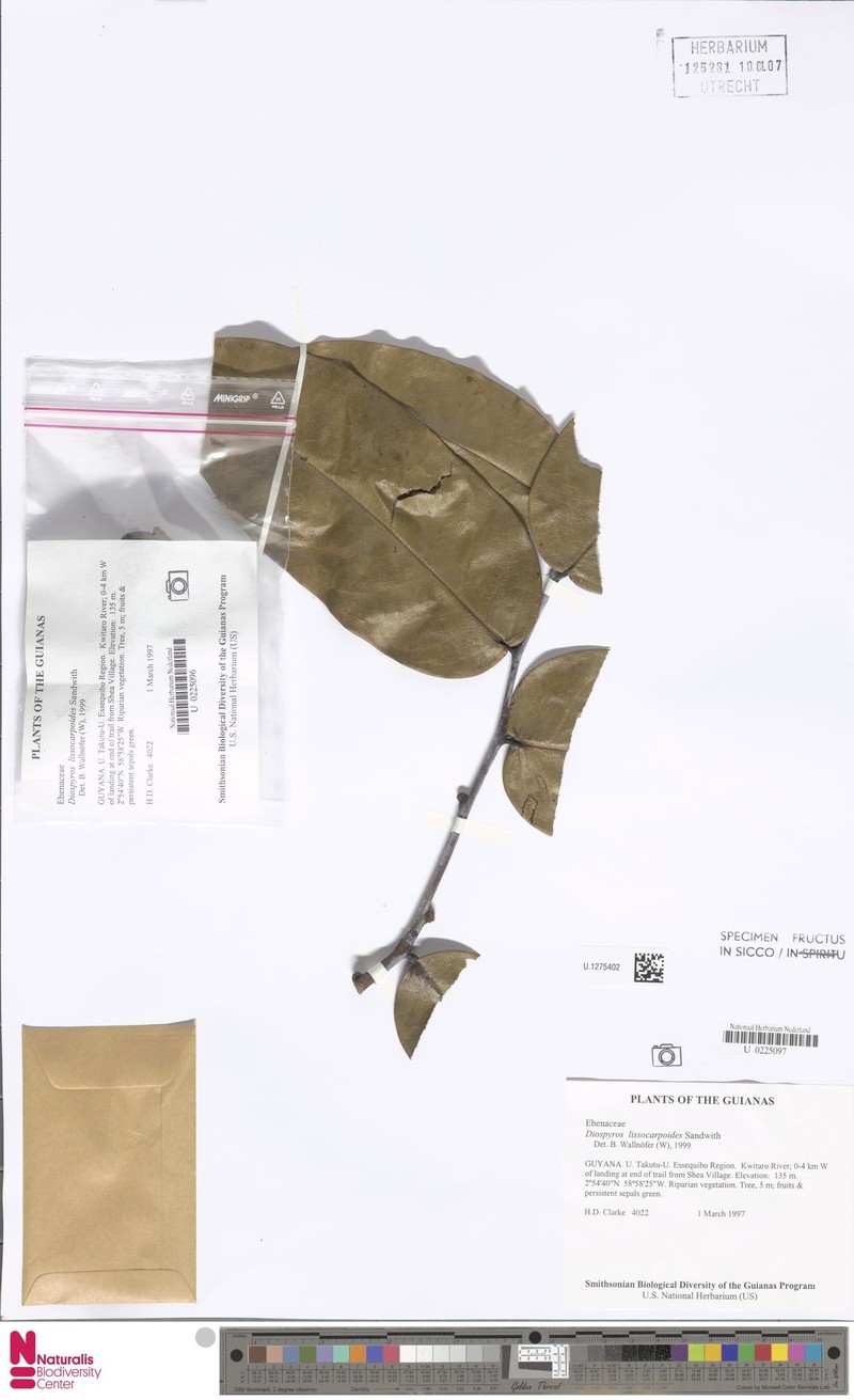 Diospyros lissocarpoides photo 6