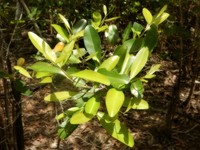 Diospyros littorea