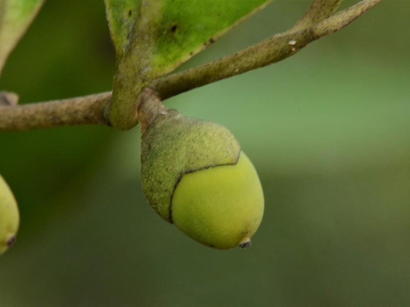 Diospyros littorea photo 2