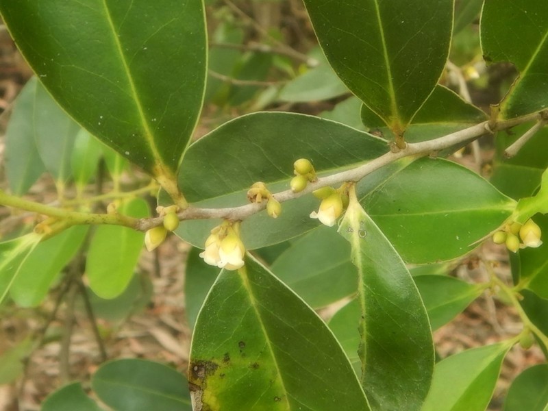 Diospyros littorea photo 3