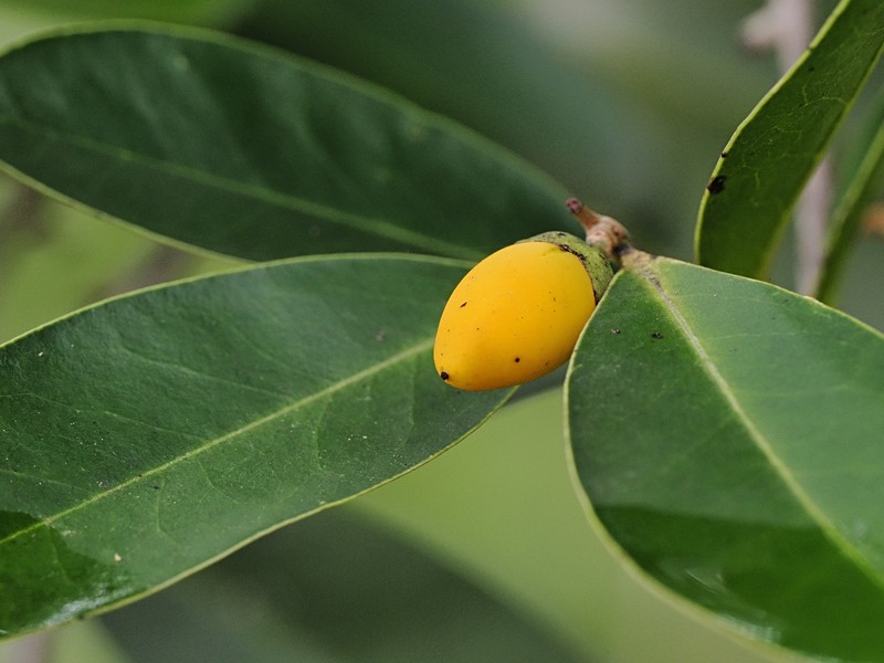 Diospyros littorea photo 5