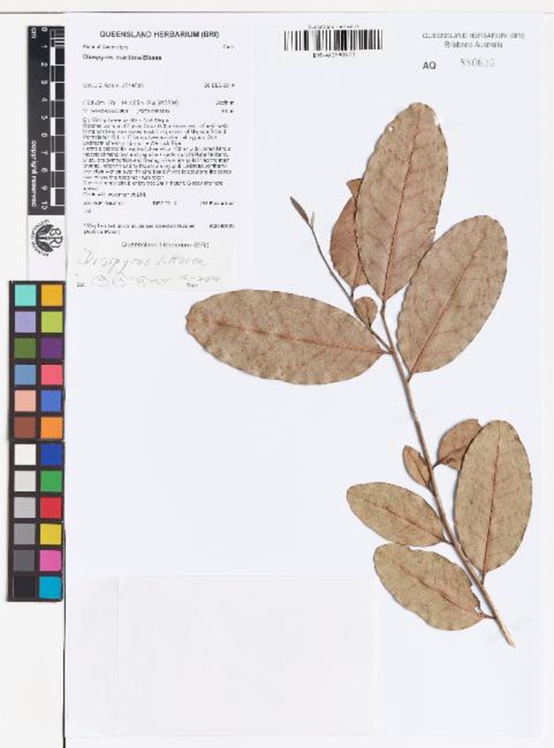 Diospyros littorea photo 6