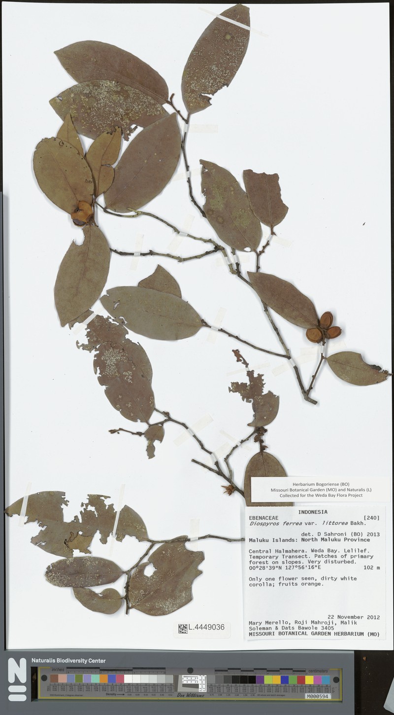 Diospyros littorea photo 7