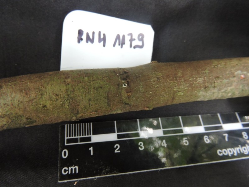 Diospyros lokohensis