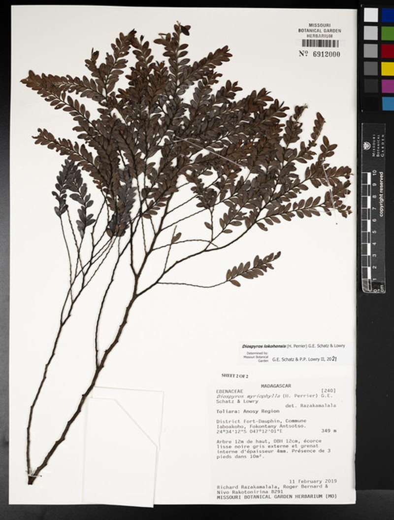 Diospyros lokohensis photo 2