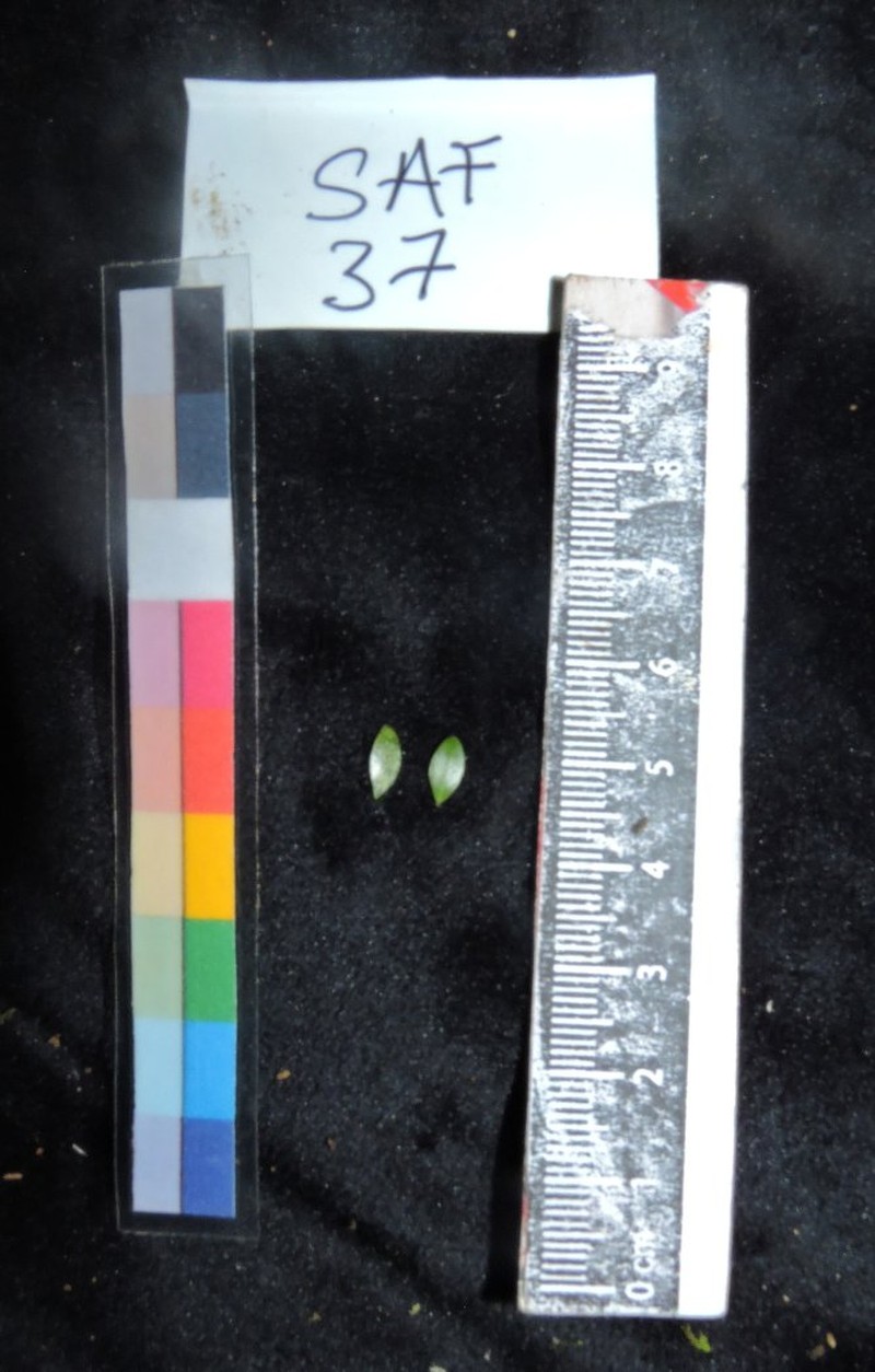 Diospyros lokohensis photo 3