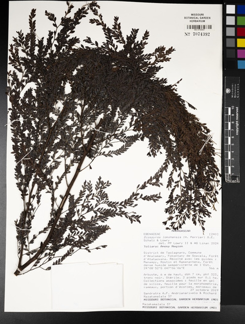 Diospyros lokohensis photo 4