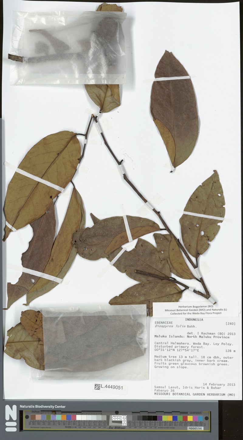 Diospyros lolin
