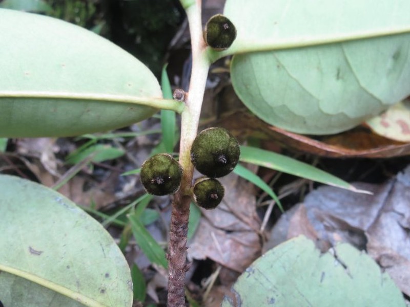 Diospyros lolin photo 2