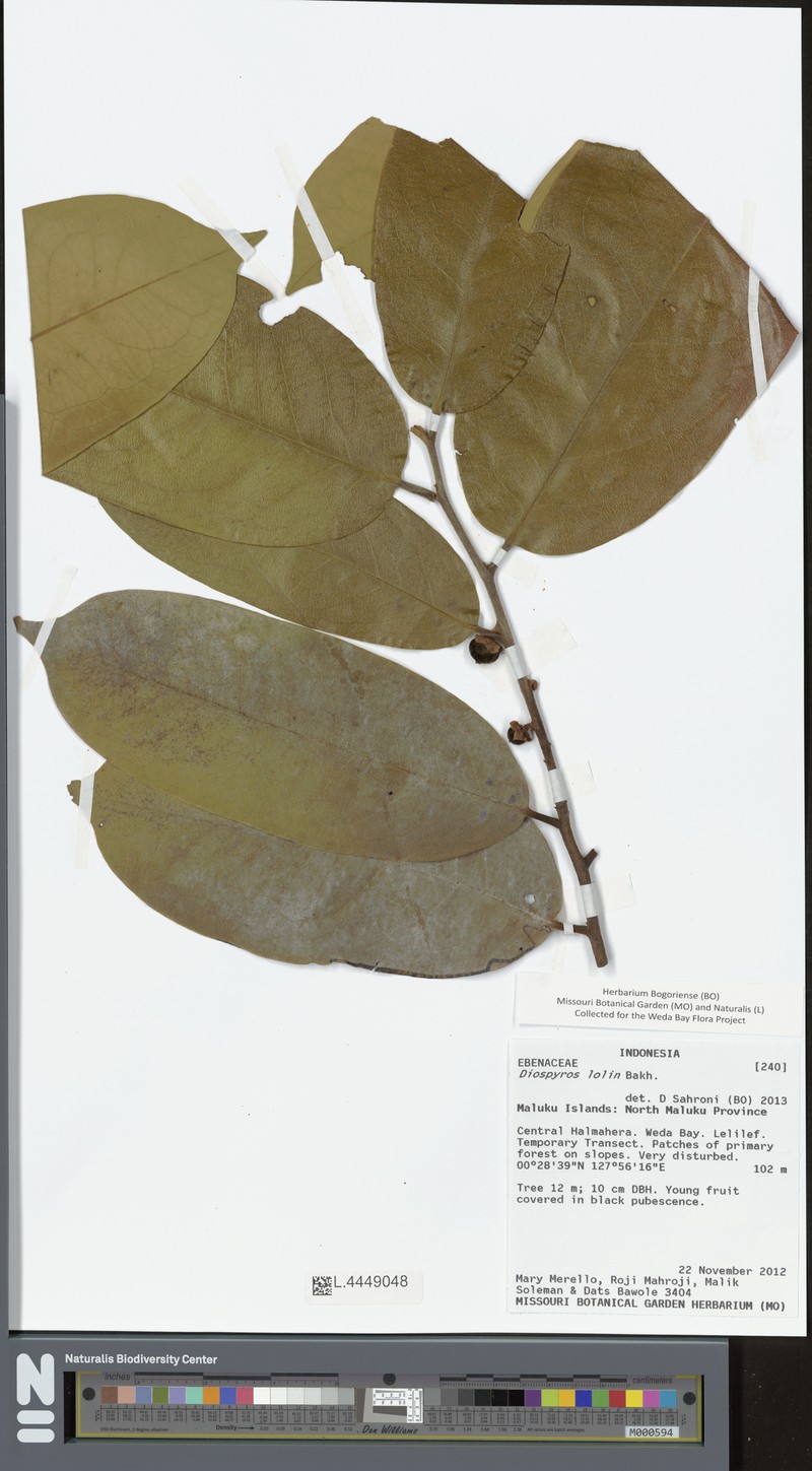 Diospyros lolin photo 3
