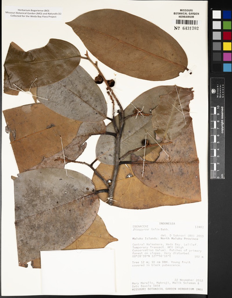 Diospyros lolin photo 4