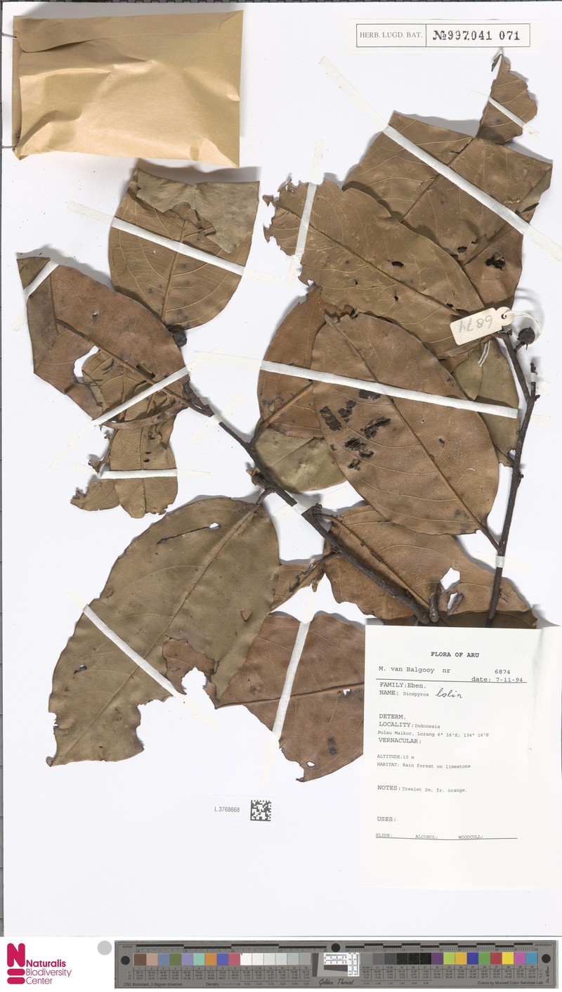 Diospyros lolin photo 5
