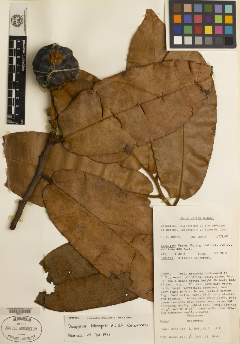 Diospyros lolinopsis