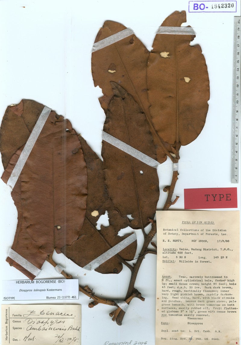 Diospyros lolinopsis photo 2